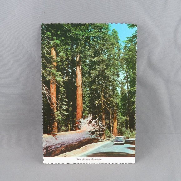 Vintage Postcard - The Fallen Monarch Yosemite National Park- Western Publishing - Picture 1 of 4